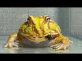 dangerous caterpillar pacman frog african bullfrog【live feeding】