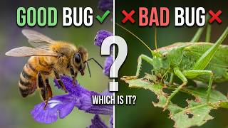 Bad Bugs vs Good Bugs | What's Actually in Your Garden