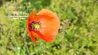 30초 식물도감 - 개양귀비 (꽃양귀비)