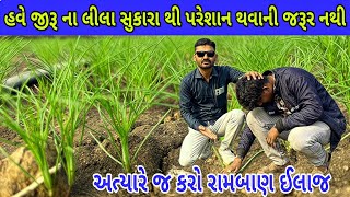 જીરા મા આવતા સુકારા નો ઉપાય | જીરૂ ની દવા | જીરૂ ની માવજત | jira ni kheti (@khedutmitra6210 )