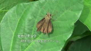 30秒の心象風景17142・翅を閉じると～セセリチョウ～