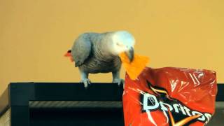 Doritos Commercial Sasha and Masha the Parrots and Max the Doberman