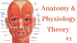 Anatomy & Physiology #1