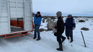 Así salvan las ovejas debilitadas por el temporal de nieve