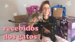 RECEBIDOS DOS GATOS kkkk