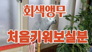 회색앵무 처음키워보실부.