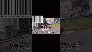 【防犯カメラ映像】犬の散歩のマナー違反が証拠映像から￼確定