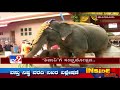 baby elephant in dharmasthala temple named as shivani