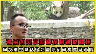 福宝为见草和和不惜越狱翻墙，真是出人意料，网友隔空喊话徐奶爸你家闺女要早恋啦#大熊猫福宝 #大熊猫 #panda #来这吸熊猫 #福宝 #熊猫福宝