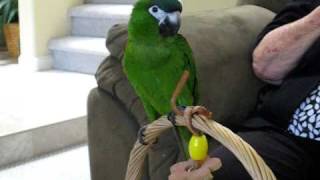 Kiwi Hahns Macaw