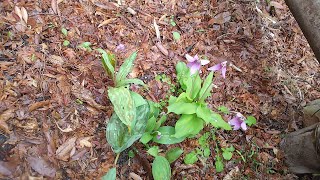 大谷山 伽耶院（がやいん）カタクリの花　三木市の見どころ