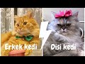 Dişi kedi mi? erkek kedi mi? kedi sahiplenmeden önce mutlaka izleyin