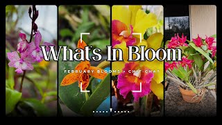 WHAT'S IN BLOOM—February Blooms 🌸 \u0026 Chit Chat 💬