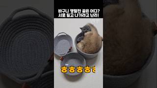 바구니 쟁탈전 끝은 어디? 냥이 서로 나가라고 난리!