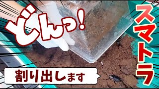 【スマトラ割り出し】暴君の子供たちを探し出せ！果たして結果は？！