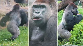 金剛迪亞哥六月上旬 🦍 Gorilla D'jeeco (June 1 to 9, 2022 )