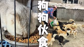 |流浪動物老姜||毛孩子||流浪狗|基地的毛孩子越來越多，希望不會再有被抛棄的毛孩子