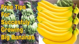 Easy Way to Grow Big Bananas