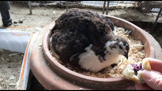 Broody Quail in Winter Part II - Week 2 冬季抱窝鹌鹑 - 第二周