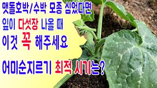 호박수박어미순지르는시기 호박순치기방법 수박순지르는방법 호박재배방법