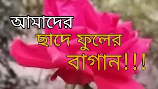 আমাদের ছাদে ফুলের বাগান | Flower Garden On Our Roof | Prio Chad | Voice Of Shampa Mazumder Biswas