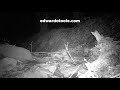 greedy pine marten infrared trail cam footage