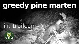 Greedy Pine Marten - infrared trail cam footage