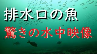 【釣り】海の排水口に水中カメラを沈めると、そこは魚の楽園だった！