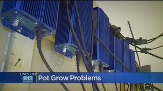 Illegal Marijuana Grow Operations On Rise In Sacramento Area