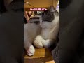 机の下で寝ている猫の寝顔がかわいい！！　 猫 寝顔 猫カフェ　