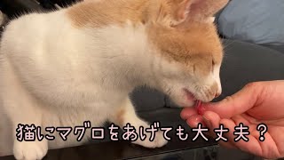 【マグロ好きな猫】猫って刺身を食べても大丈夫？？#cat#猫#おしゃべり猫