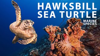 HAWKSBILL SEA TURTLE | Marine Species | Caribbean Sea