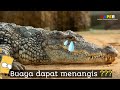 Air Mata Buaya ....!!!! II keistimewaan yang dimiliki oleh Buaya