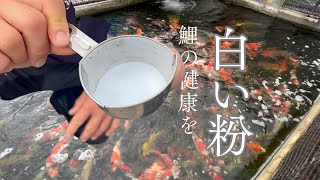 錦鯉を飼うならこれ入れないと#koifish