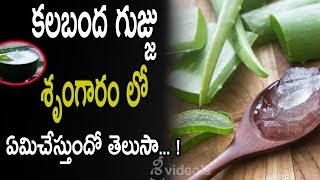 కలబంద గుజ్జు శృంగారం లో ఏమిచేస్తుందో తెలుసా / Amazing Benefits Of Aloevera