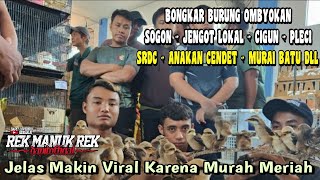 BONGKAR BURUNG OMBYOKAN SOGON - JENGOT LOKAL - CIGUN - PLECI - SRDC - ANAKAN CENDET - MURAI BATU DLL