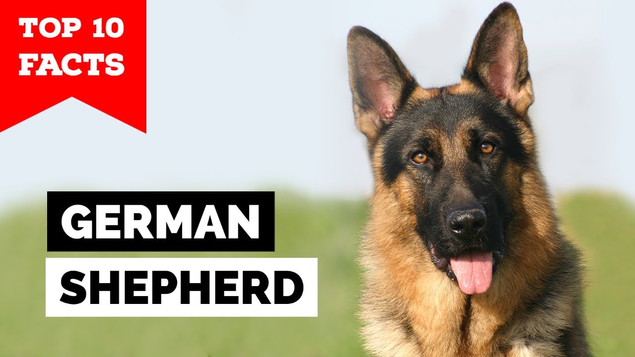 German Shepherd Top 10 Facts Youtube