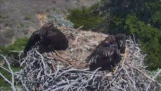 SAUCES ISLAND EAGLET FALLS OUT OF THE NEST