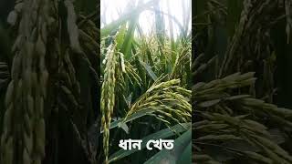 সবুজে ঘেরা শস্য শ্যামল সোনালী ফসল। #শস্য#প্রাকৃতিক_দৃশ্য #ধানক্ষেত