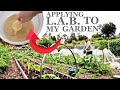 How I apply L.A.B. to my garden ( Lactic Acid Bacteria )