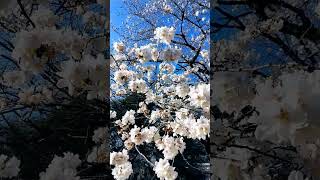 デスメタル桜咲乱(SAKURA SAKURA)爆音ヘッドホン推奨 #shorts #metal #桜 #さくらさくら #melodicdeathmetal #drums