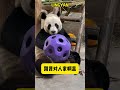 显眼包灵岩真的好听话啊 pandacub cute giantpanda animals pandachina funny pets cutepanda パンダちゃん パンダ