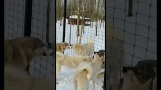 Западносибирская Лайка VS Якутский Волк 🐺