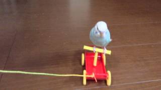 セキセイインコのぷーくん(生後８ヶ月)の芸  【ワゴン車でお散歩？】