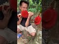 Red Jackfruit garden/peel it and eating delicious fruit/fruit farm/natural fruit/sweet jackfruit