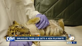 Smuggled tiger cub gets a new playmate