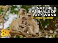 8K Amazing Wildlife & Nature of Botswana - The Life of Wild Animals in South Africa - Part 1