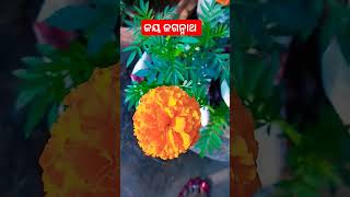 #odiagyana #anuchinta #odia #odiagyana #ଜୟ ଜଗନ୍ନାଥଙ୍କ ଭରସା