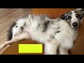 愛犬の「水入ってないよ」的行動【オーストラリアンシェパード australian shepherd】