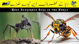 Most Dangerous Bugs in the World in Hindi/Urdu |Top Seven #top #insects #bugs #bees #amazing #hindi